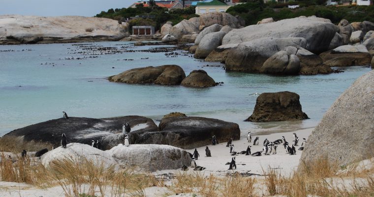Penguin Around Cape Town, South Africa