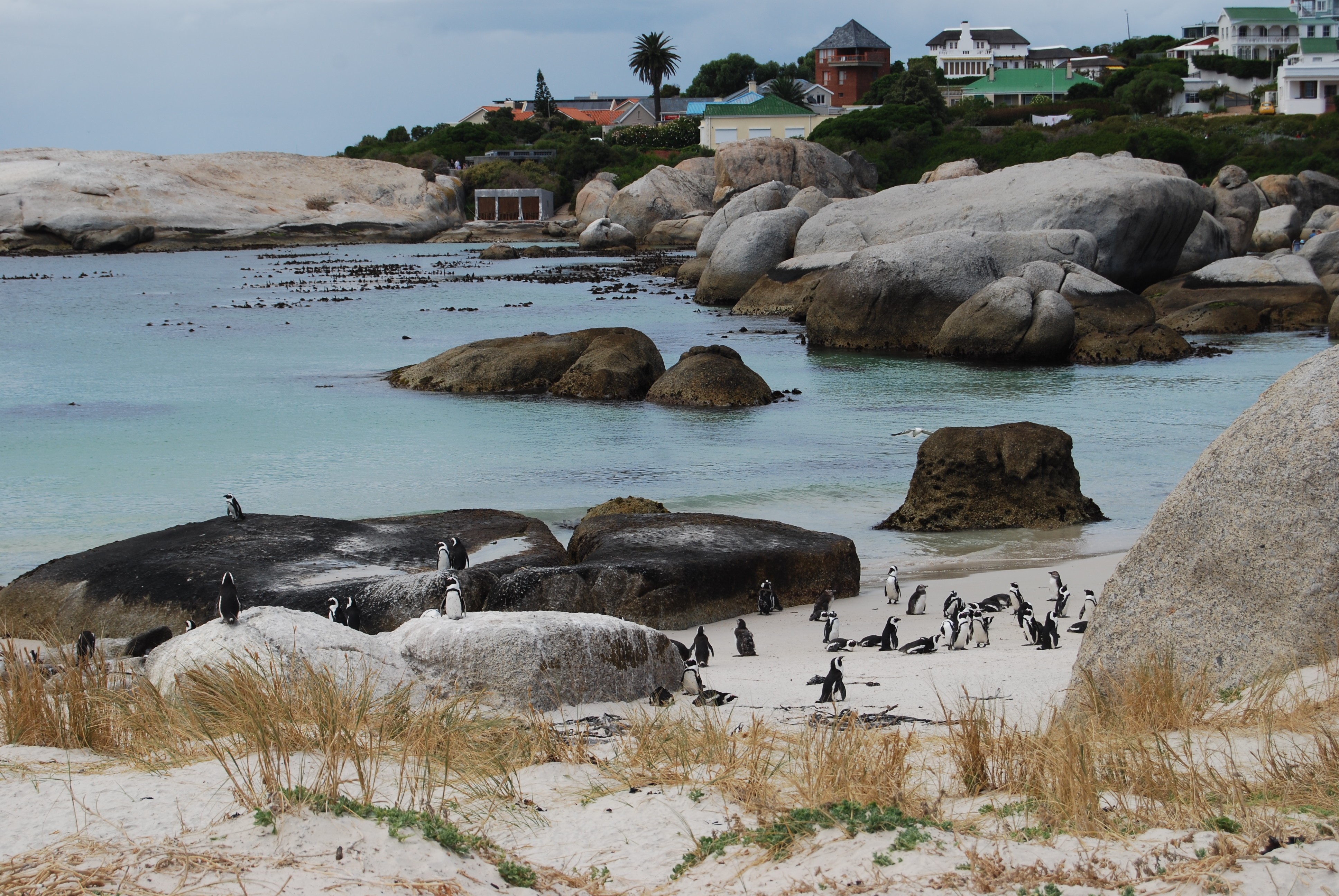 Penguin Around Cape Town, South Africa