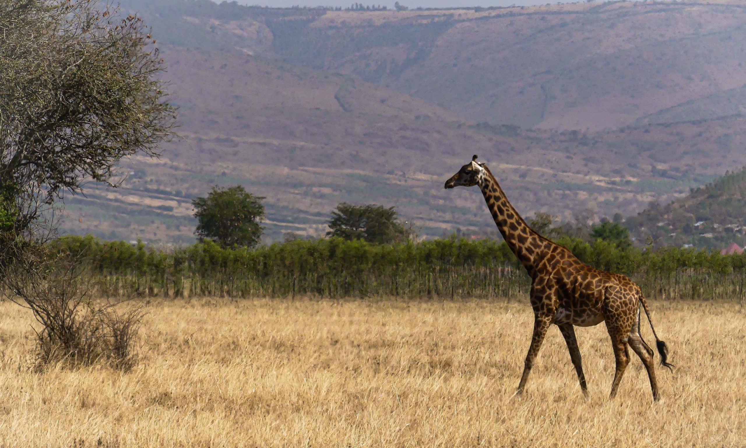 Discover Rwanda – Week 2: Safari and Adventure